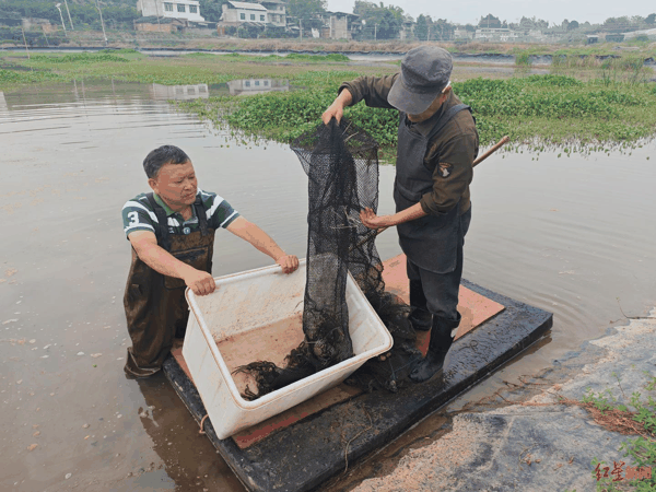  ▲陈波正在捕捞大闸蟹
