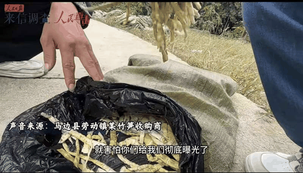 ▲四川马边县某竹笋收购商展示使用硫磺熏制过的鲜笋。图/人民网