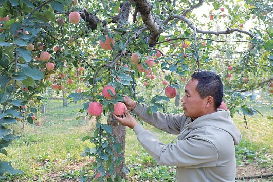 农户采摘昌平苹果　本报全媒体记者　苏悦 摄