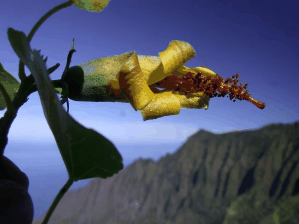 伍德夏威夷木槿(Hibiscadelphus woodii).png