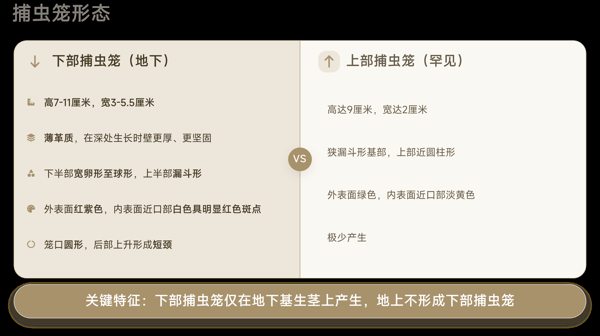捕虫笼形态.png