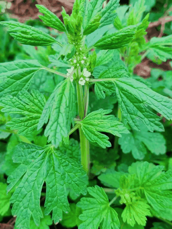 IMG_20261106_131108.jpg