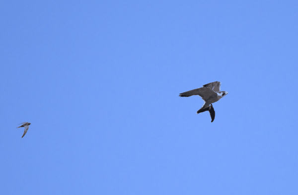 四 游隼 DSC_8223c Wanderfalke mit Segler im Fang.jpg