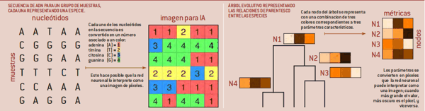 图5 物种亲缘关系与特征参数示意图.png