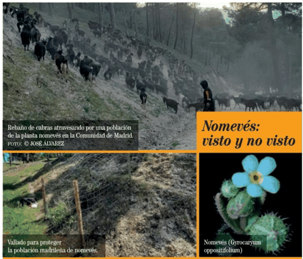 4 Nomevés对叶环骨草(紫草科) 植株与保护围栏.png