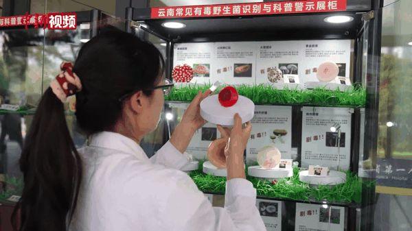 云南昆明:急诊门口摆“毒菌展柜” 20多种模型教你“谁有毒”