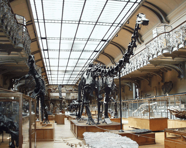 8 古生物展厅里的恐龙.JPG