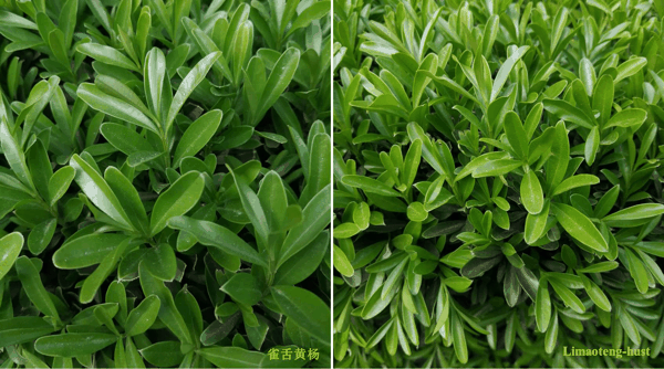 q雀舌黄杨.jpg