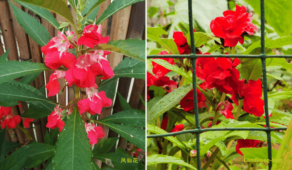 f凤仙花.jpg