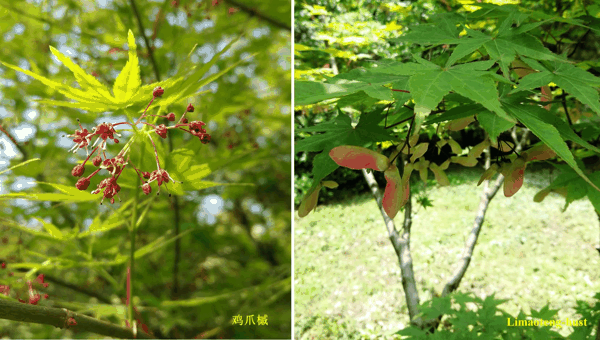 j鸡爪槭.jpg