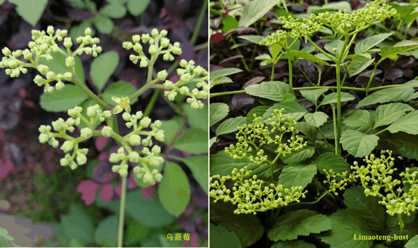 w乌蔹莓.jpg