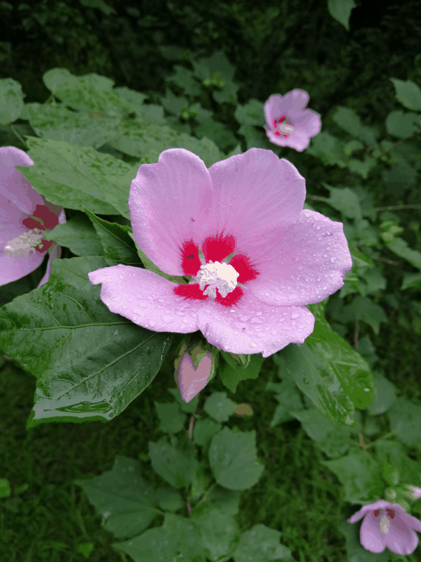 IMG_20190707_094029.jpg