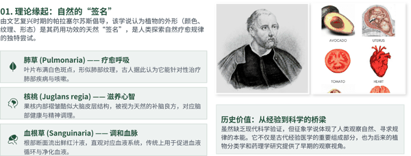 图 6 十六世纪医学:“以形补形”的征象学说.jpg
