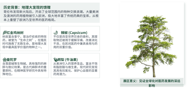 图 8 新大陆的贡献:物种交换与药典扩充.jpg