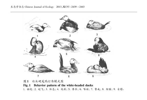 2013 行为插图 赵序茅 马鸣 等.jpg