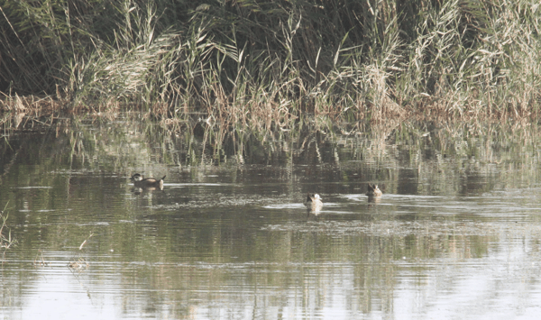 小水面 隐蔽巢 马鸣摄_5292 三只.jpg