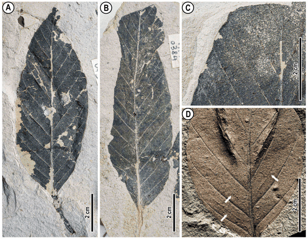 图5 昆嵩植物群龙脑香属叶片化石-1-1-1.jpeg 图5 昆嵩植物群龙脑香属叶片化石-1-1-1.jpeg