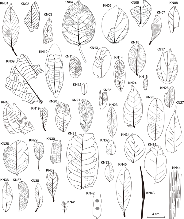 图2 昆嵩植物群线描图,示叶相组合.jpeg 图2 昆嵩植物群线描图,示叶相组合.jpeg