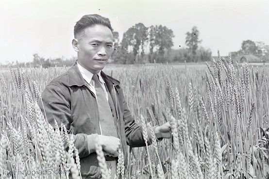 图3 李先闻在四川农业改进所田间查看小麦(1943).jpg