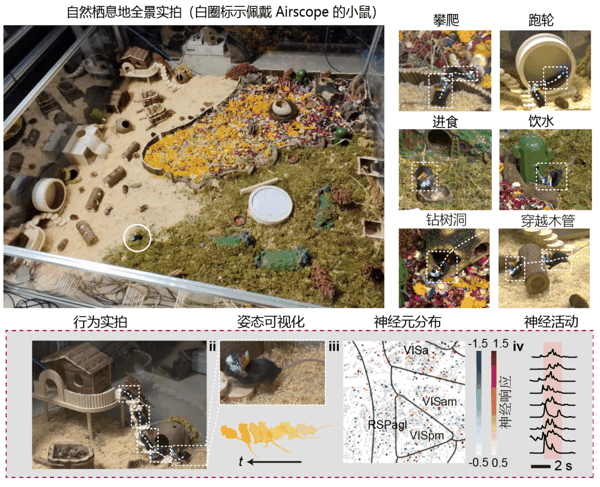 图 | 自然化栖息地中行为与神经活动的同步记录(来源:清华大学)